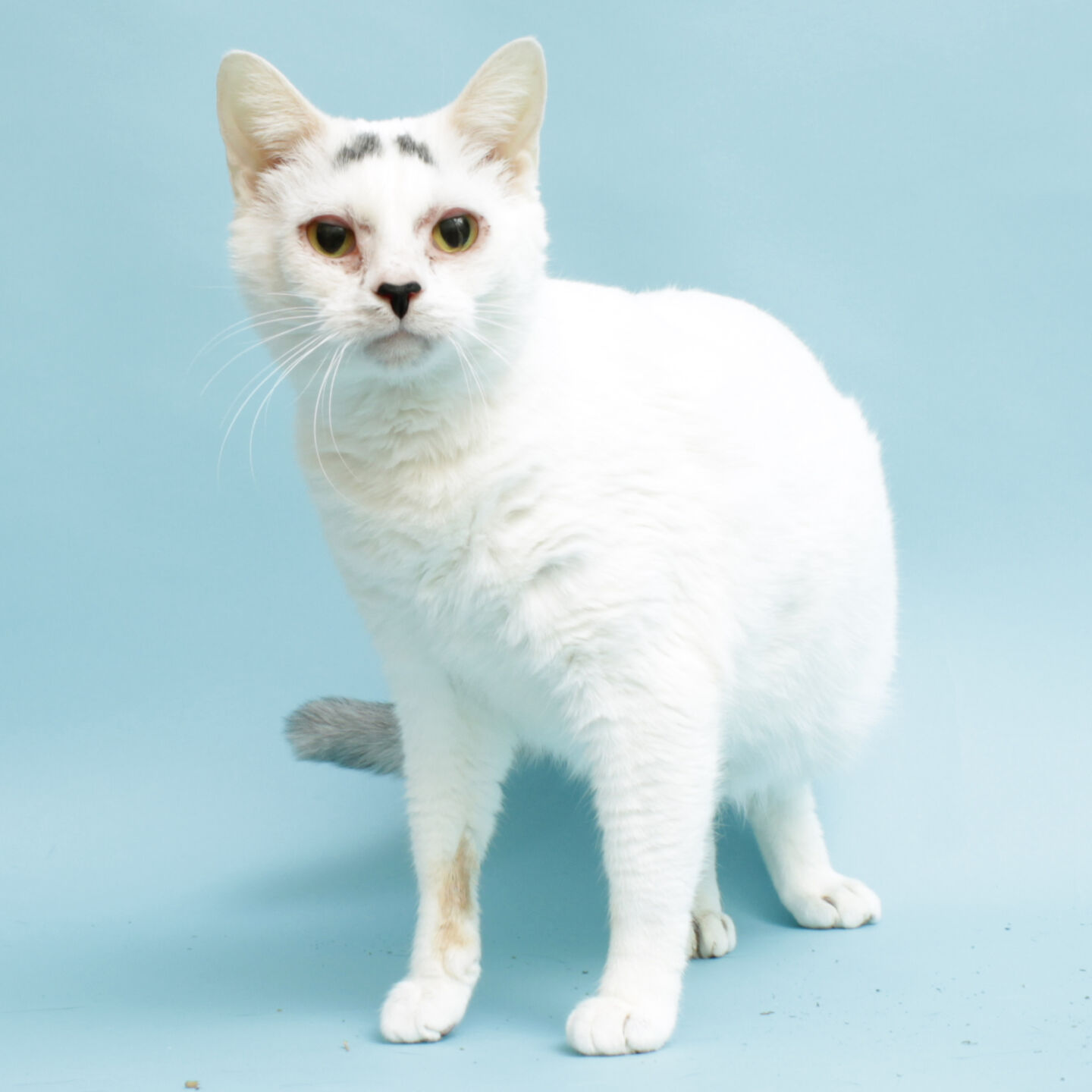 Martin County Pet of the Week - Week of Sept. 25, 2020